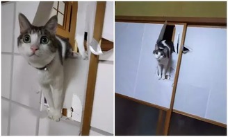 日式紙門對(duì)喵星人的誘惑有多大 第2486期